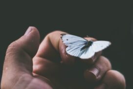 butterfly on hand